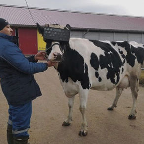 Usan lentes de realidad virtual en vacas y les hacen creer que son libres; así producen más leche
