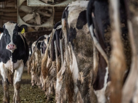 Comer carne acelera el cambio climático y podemos reducirlo con otra fuente de proteína: ONU