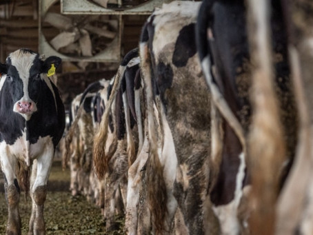 Comer carne acelera el cambio climático y podemos reducirlo con otra fuente de proteína: ONU
