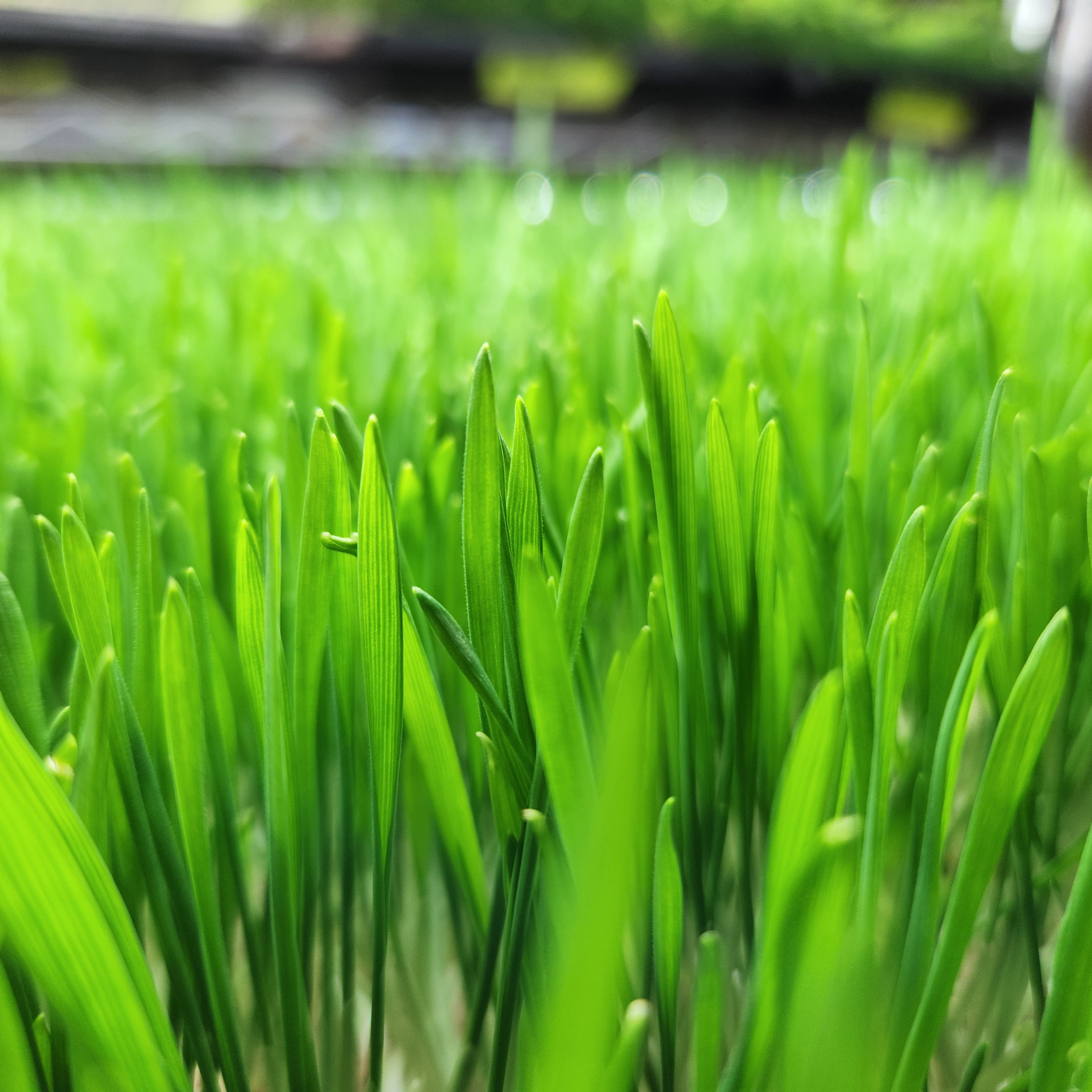 Wheatgrass (Tray)