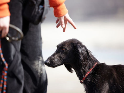 HOW TO HIRE THE RIGHT DOG TRAINER
