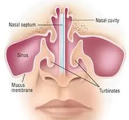 nasal breathing anatomy of the nose