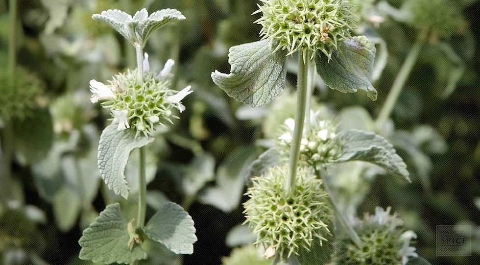 Miniature : Le Marrube Blanc