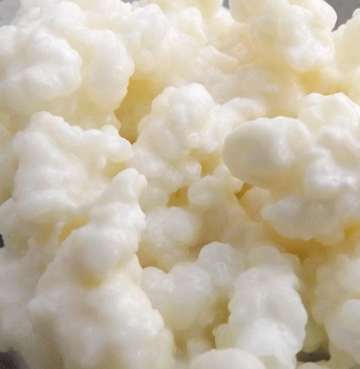 Milk Kefir - The Ultimate Probiotic