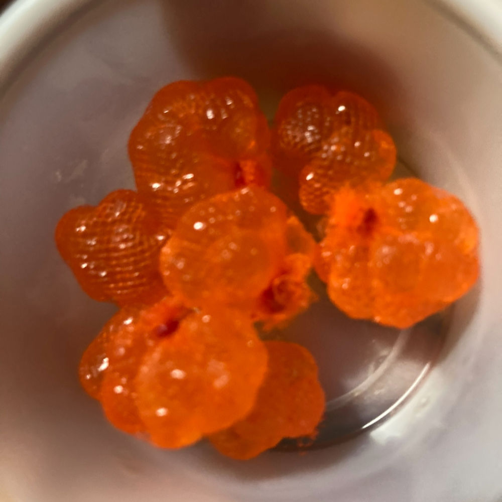 Orange Premium Spawn Bags Coho Salmon Eggs 2025 Harvest 12 spawn bags