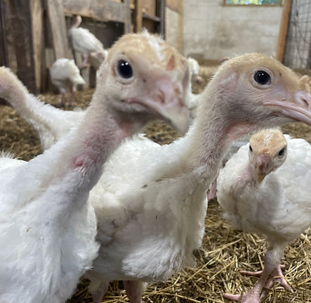 Little Bitty Farm; locally raised meat turkey; White Broad Breasted Turkey; Benton AR