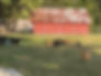 Little Bitty Farm; Goats and chickens; Benton AR