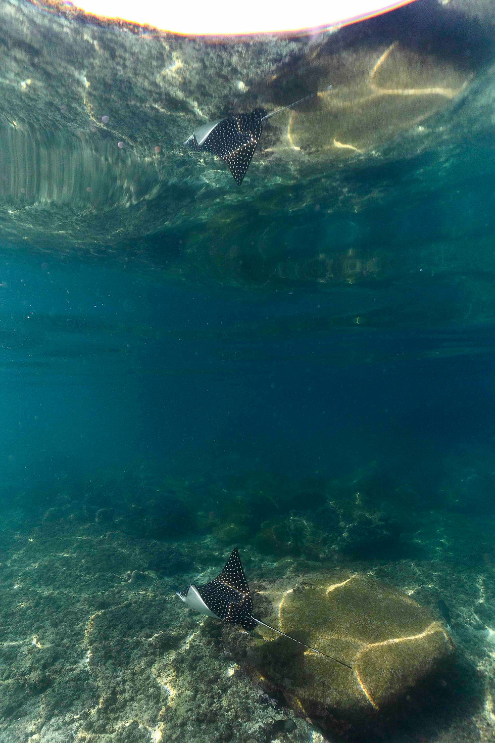 Dos rayas y el mar