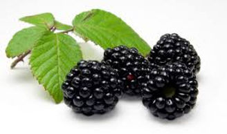 MORAS.jpg