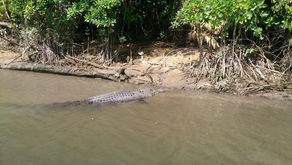 Education Is The Key - We Must Learn To Coexist With Nature (A Plea from North Queensland/Australia)