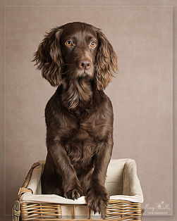 Dog photography Crowborough
