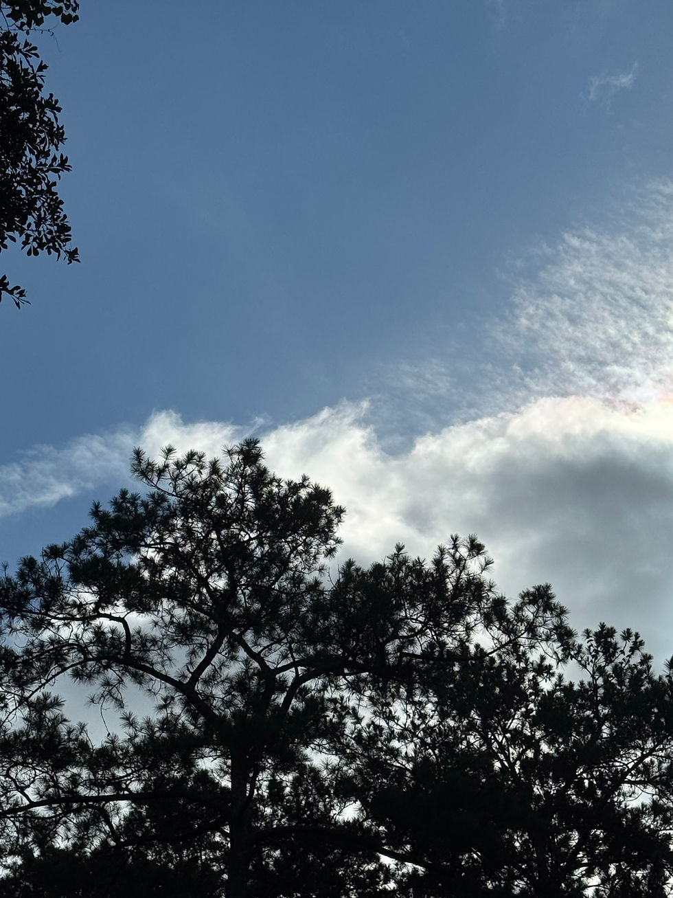 Tall pine trees silhouetted beneath a bright blue sky with soft white clouds, capturing a peaceful natural landscape.