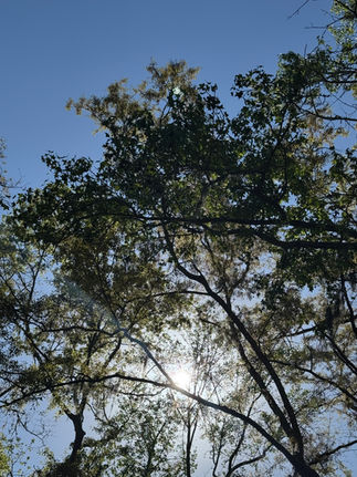 Sunlight filtering through tall trees against a blue sky, symbolizing peace, mindfulness, meditation, and stress relief in nature.