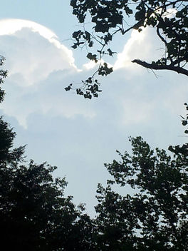 Sunlit heart-shaped clouds framed by oak tree branches, symbolizing love, compassion, hope, healing, and human connection.
