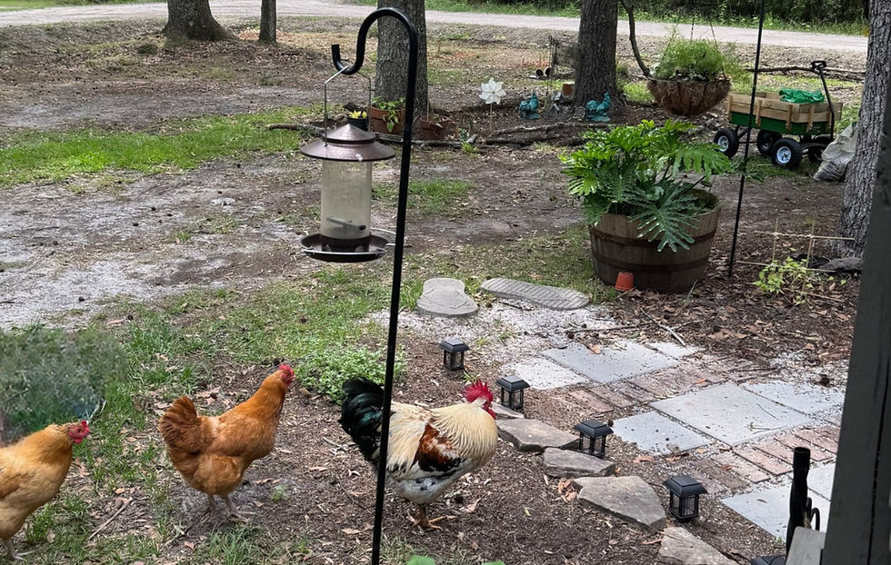 my neighbors rooster and two hens crossing my pathway