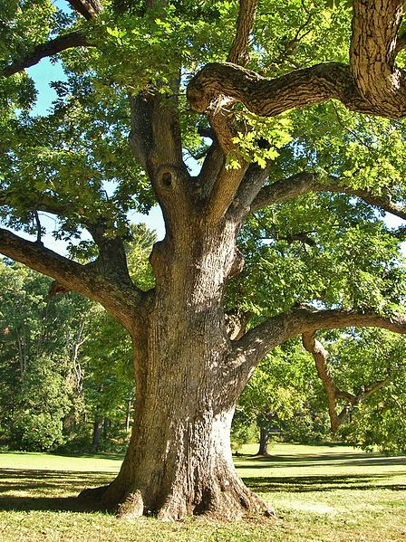 Majestic tree with deep roots symbolizing business growth, stability, and the Deep Roots Legacy Website Package.