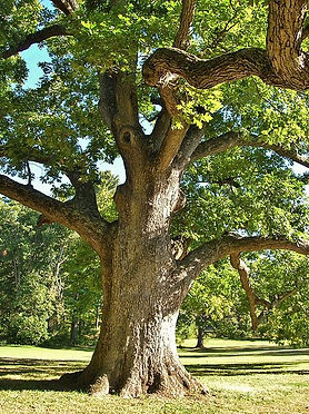 Photograph of a white oak tree, located in Elizabeth Park, West Hartford, CT. Photo taken September 25, 2013