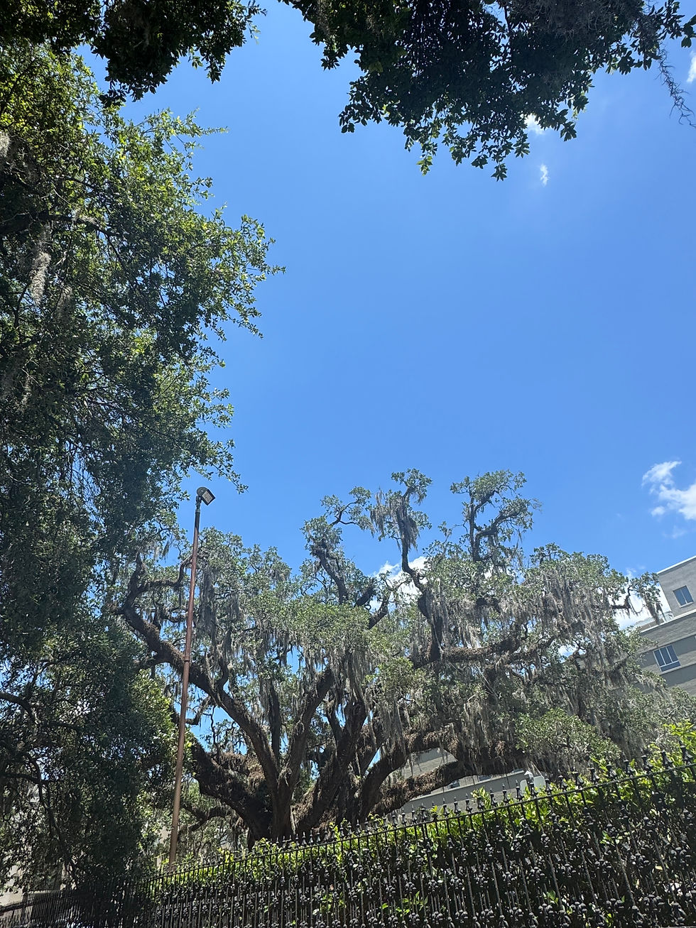 Live oak trees reaching into a bright blue sky symbolizing growth, intuition, and how to choose the right crystal for you.