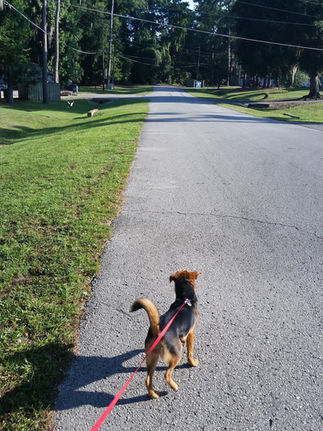 Dog walking along a quiet neighborhood road, representing mindfulness, movement, and quick meditation tips for people on the move.
