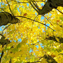 Navigating the Emotional Toll of OHSU Layoffs