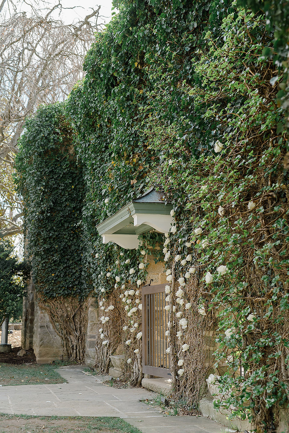A wall filled with ivy leaves and white roses