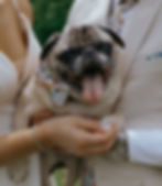 A bride and groom holding their pug