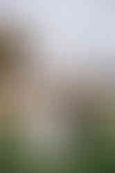 A bride and groom holding hands outside a barn