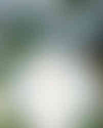 Blue hydrangeas with a place setting