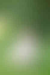 A bride walking through the grass in a garden