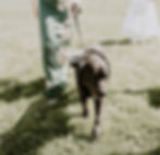 A dog ring bearer walking down the aisle