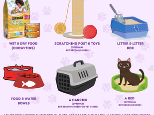 Tips for welcoming your new kitten