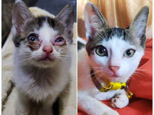 Spaying and neutering key for decreasing homeless animal numbers