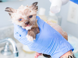 Helping Kittens With Ringworm
