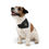 Thumbnail: Motorcycle Pet Bandana Collar 