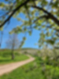 Kirschblüte im Eggener Tal bei Schliengen, Markgräfler Land