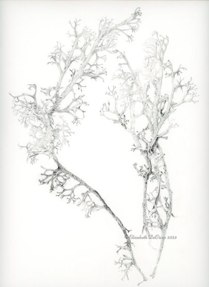 Cladonia_stygia_23_75DPI_eDecicco copy_edited.jpg