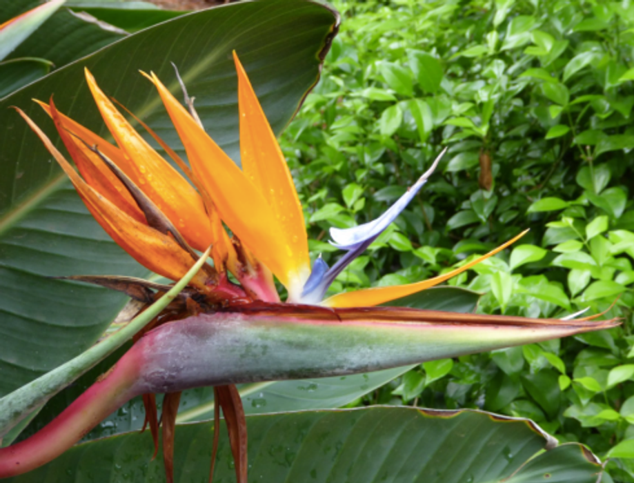 Flower.png