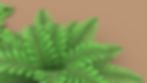 Ferns close-up