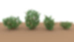 Bushes