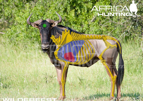wildebeest_shot_placement.jpg