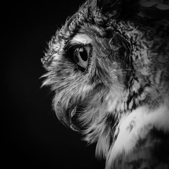 Great Horned Owl - Eyes of Creation - Photography by Rae Ann M. Garrett.