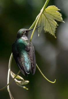 Hummingbird - Dancing in Light - Photography by Rae Ann M. Garrett.