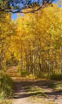 Aspen Memory - Photography by PiperAnne Worcester.