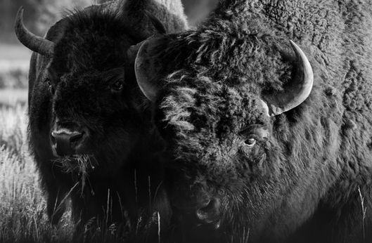 Bison - Photography by Rae Ann M. Garrett.