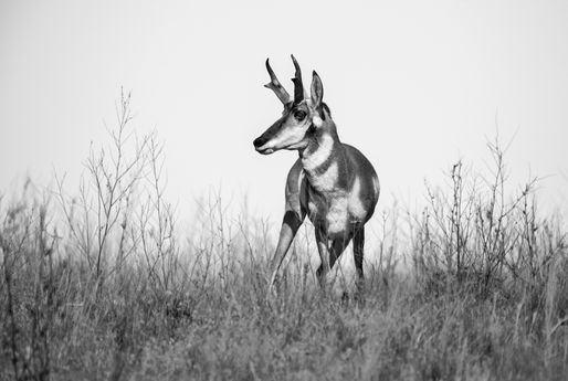 Antelope - He Stands -Photography by Rae Ann M. Garrett.