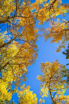 Aspen - Photography by PiperAnne Worcester.