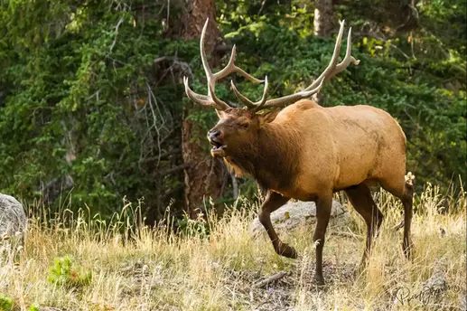 In Rut - Photography by PiperAnne Worcester.