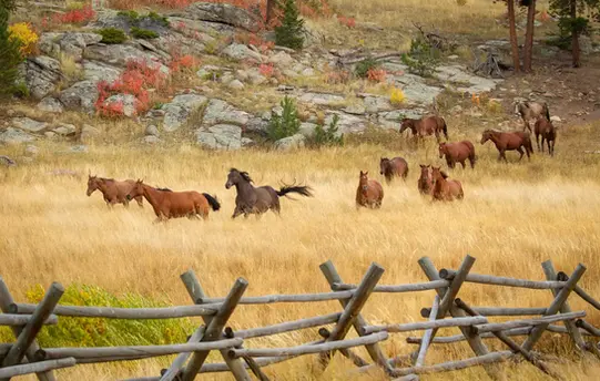 Horses - Photography by PiperAnne Worcester. 