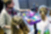 face painting by caragh .jpg