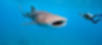 Whale%20shark%20and%20underwater%20photo